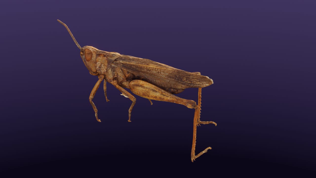 chorthippus biguttulus, 메뚜기, cg, 카메라 궤도