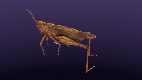 chorthippus biguttulus, grasshopper, cg, camera orbits