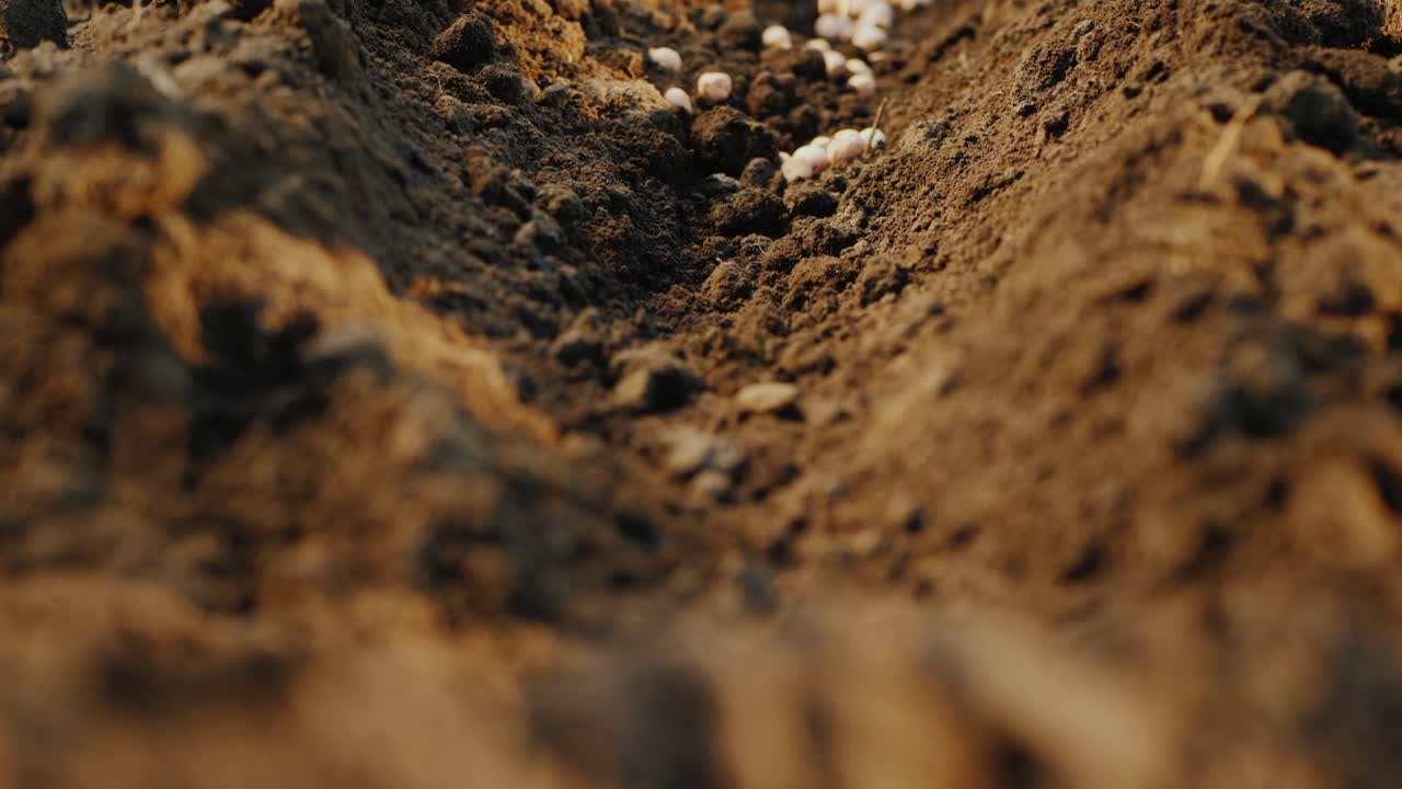 las semillas caen en la tierra el comienzo de una nueva vida