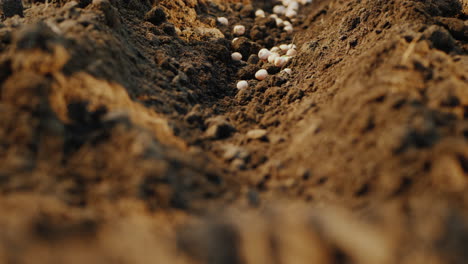 seeds fall into the ground the beginning of a new life