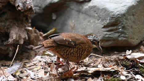 Pitta-De-Orejas,-Hydrornis-Phayrei