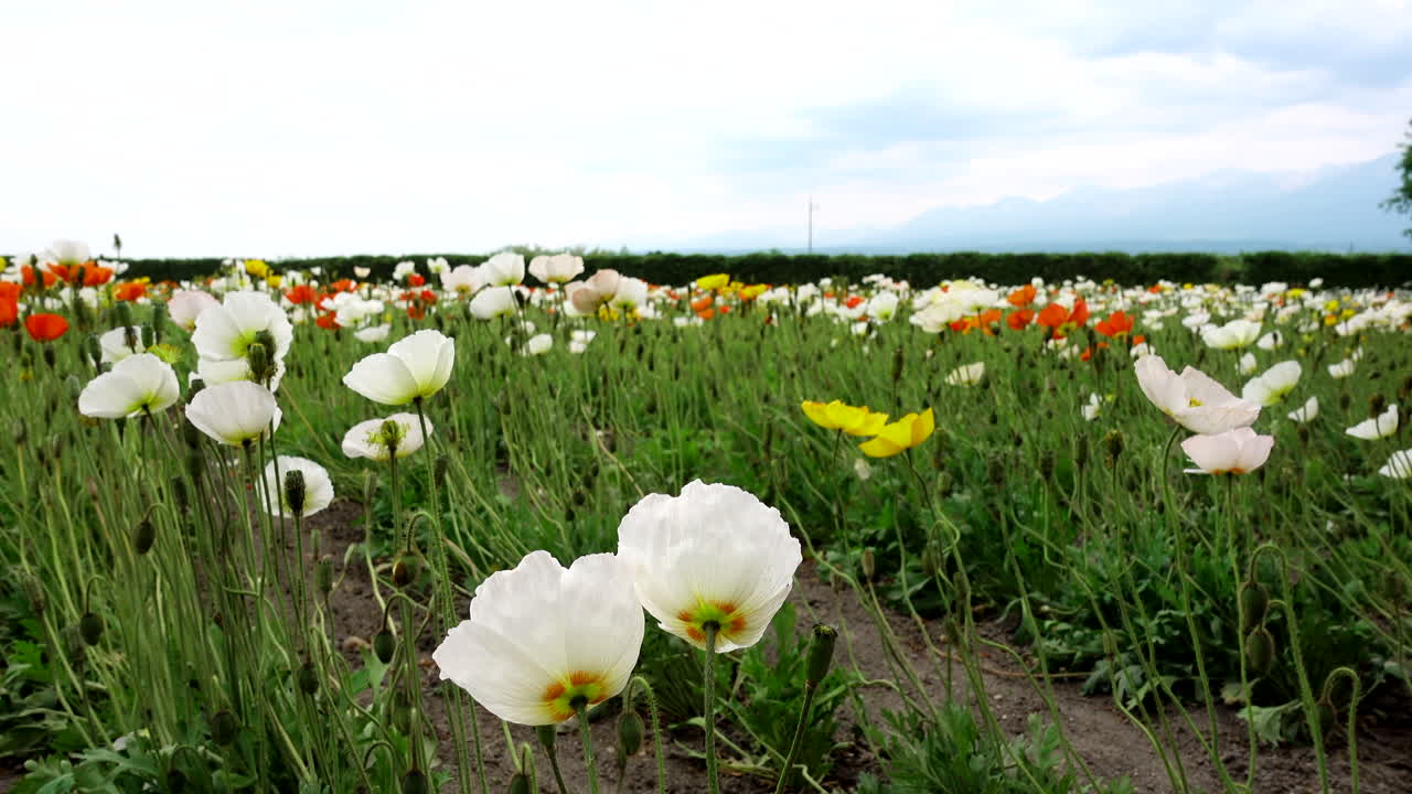 Enjoy the beauty of Hokkaido's Furano with this stunning close-up shot of white flowers and green grass swaying in the wind under a blue sky with white clouds