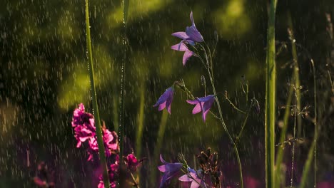 purple flowers in the rain