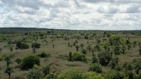 Schöne-Drohnenaufnahme-Aus-Der-Luft,-Die-An-Einem-Kleinen-Brasilianischen-Landhaus-Vorbeifliegt-Und-Auf-Ein-Palmenfeld-Im-Chapada-Diamantina-Nationalpark-Im-Norden-Brasiliens-Zufliegt,-Und-An-Einem-Sonnigen,-Wolkenverhangenen-Tag