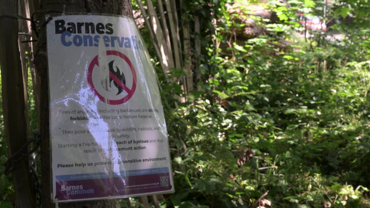 Barnes Common conservation no-fire notice is fixed to a tree beside dense green undergrowth in shaded woodland.
