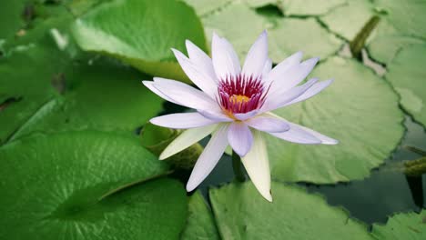 las flores de loto florecen en el estanque y tienen hermosas hojas de loto verdes