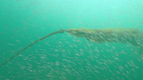 school of sand lace swimming close to a bull kelp