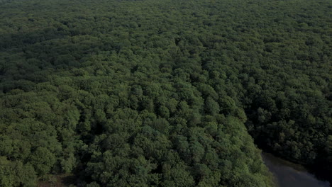 Broc-liande-forest-and-lake-banks-in-Brittany