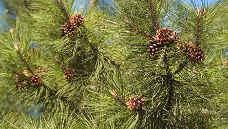 cones on a pine branch