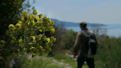 hombre caminando y pasando por flores en un sendero de montaña con vista al mar