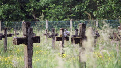 shifting focus from a plant to a teddy bear placed on a graveyard cross at the cemetery of the psychiatric institution for the criminally insane