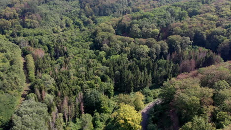 road trip through a forest in summer