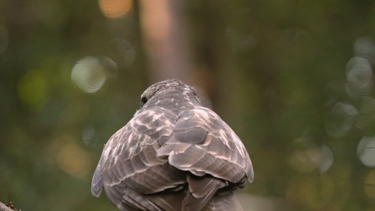 pájaro de presa tomando vuelo