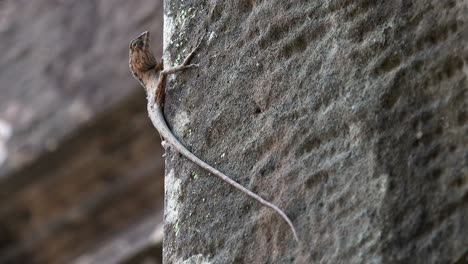 close shot of long tailed lizard on vertical stone wall very still apart from its eyes moving and looking around