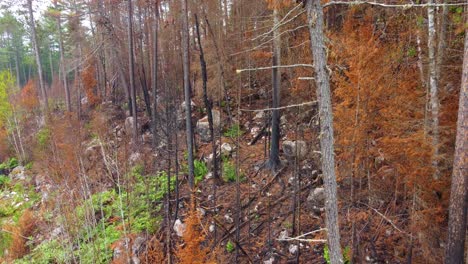 forest regrowth after apocalyptic wildfire in canada