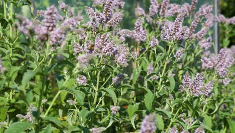 Close-up-of-bee-on-purple-flowers-in-garden