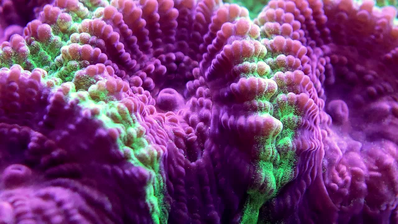 macro shot of neon green and purple brain coral with intricate ridges