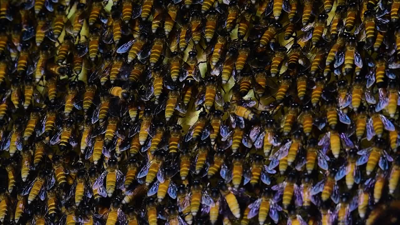 se sabe que las abejas melíferas gigantes construyen grandes colonias de nidos con bolsillos simétricos hechos de cera para almacenar miel como fuente de alimento.