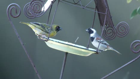 Songbirds-feeding-in-the-early-morning-light-in-Cape-Town,-close-up