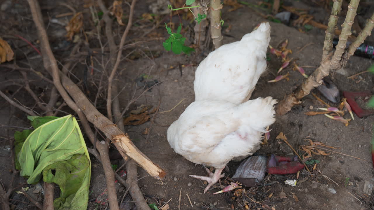 Due galline bianche beccano tra detriti e ramoscelli nel sottobosco del cortile, compagnia e foraggiamento cooperativo vicino a foglie e bastoncini, palette di colori tenui e terrosi e movimenti attenti, habitat rurale naturale