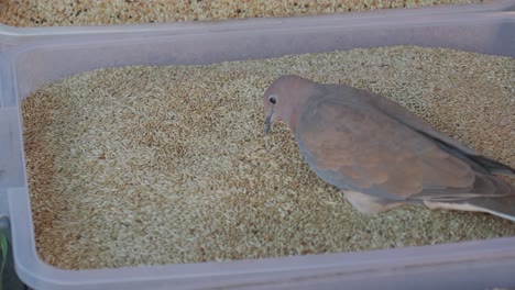dove eating seeds from a feeder