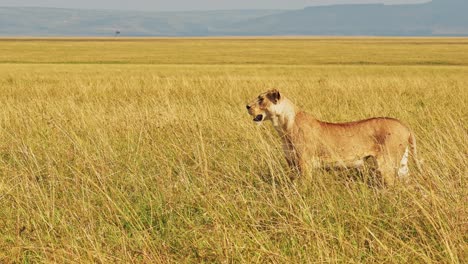 movimiento lento de león en masai mara, leona cazando en la hierba alta y larga, animales de áfrica en safari de vida silvestre en la sabana praderas en masai mara en kenia, disparo de cerca en las llanuras y hierbas de la sabana