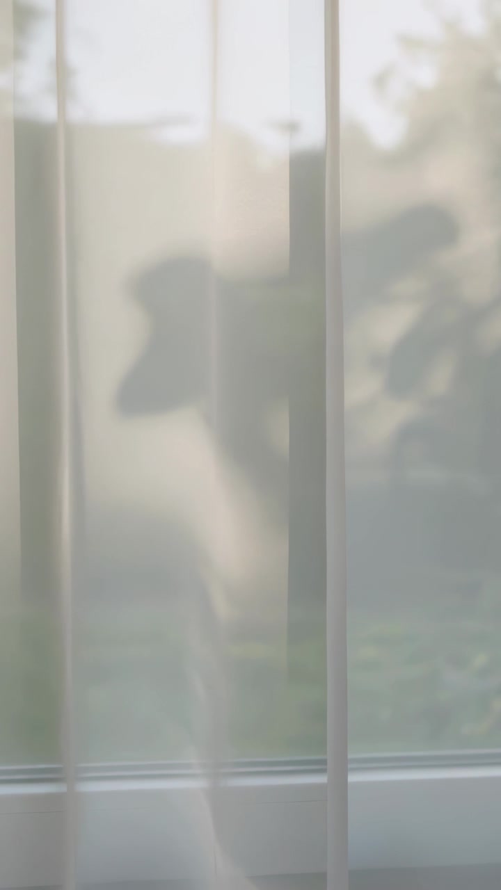 Vertical video: Light shifting causing dog shadow pressing against curtain with blinds at window