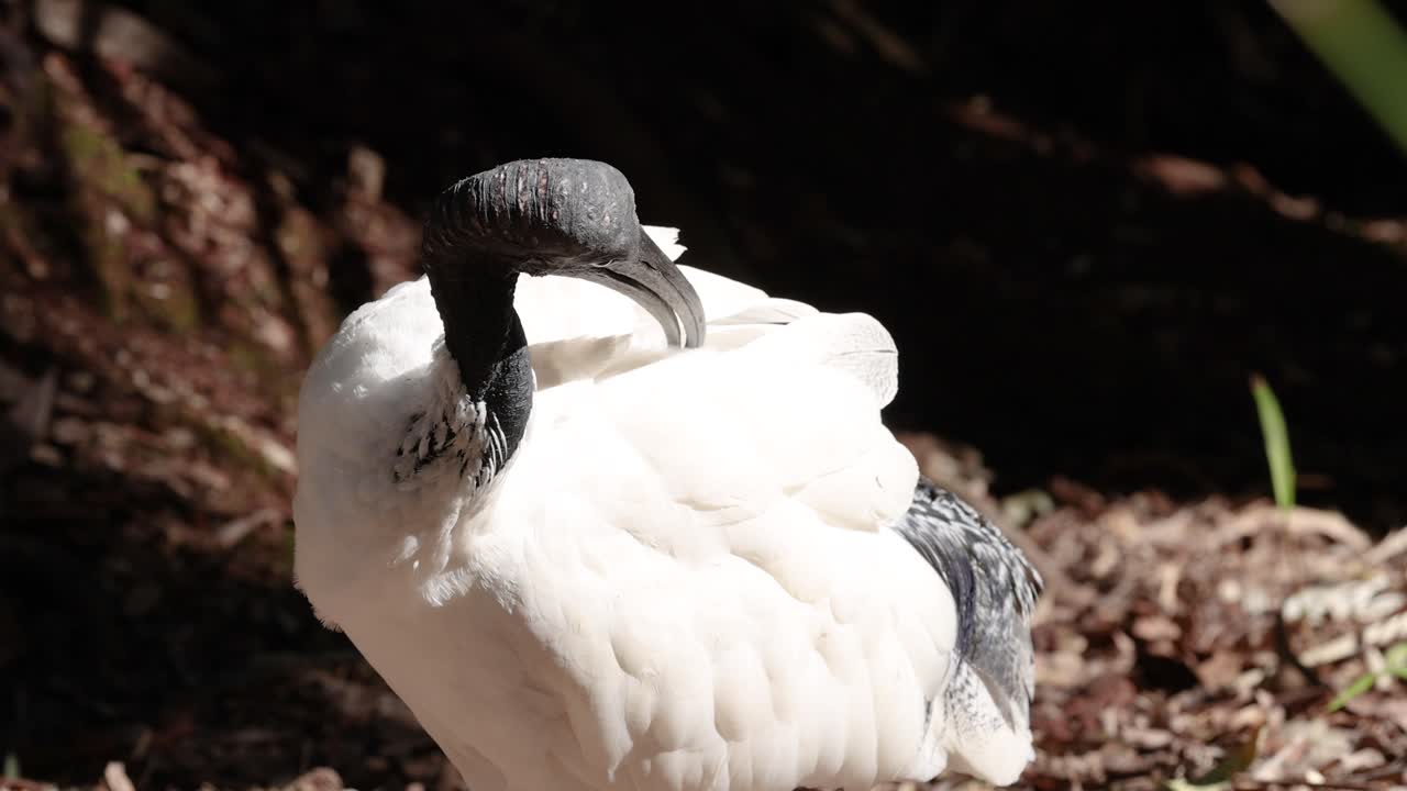 un ibis blanco limpiando sus plumas