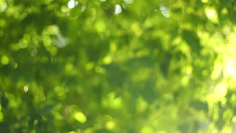 beautiful green vibrant natural 4k video bokeh abstract background. defocused leaves of old trees and soft sunset sunlight transparenting through branches and fresh foliage blown by wind