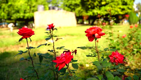 Blume-Im-Garten-Strahlte-In-Der-Sonne-46