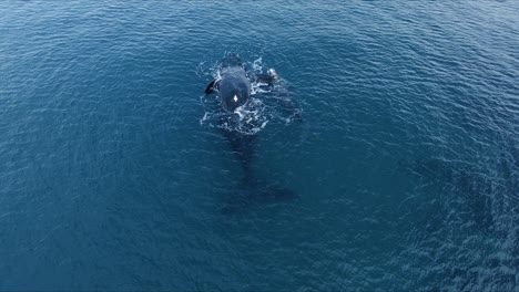 Toma-Aérea-De-Una-Madre-Ballena-Franca-Austral-Y-Su-Cría-Nadando-En-El-Tranquilo-Mar-Azul