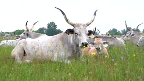 Herde-Grauer-Rinder-Ruht-Auf-Einer-Wiese