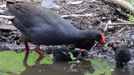 pájaro adulto alimentando al pollito cerca de la orilla del agua