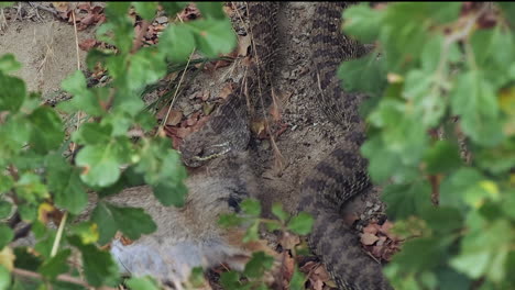 mcu: rattlesnake with rabbit prey in mouth, slithers in sandy soil