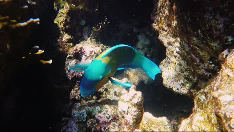 The-Diversity-And-Colorfulness-Of-The-Underwater-World