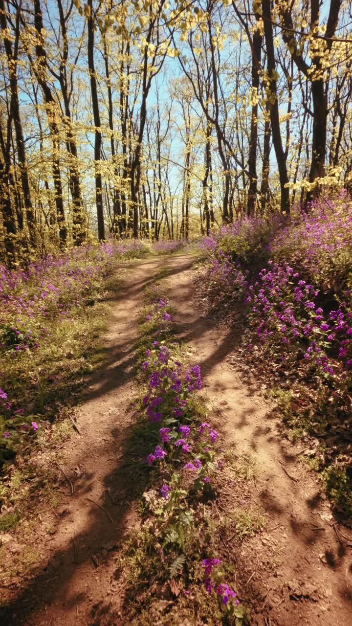 A calm, slow motion vertical POV of walking through a beautiful spring forest. Dirt trail lined with vibrant purple flowers under a sunny canopy. Conceptual b-roll of mindfulness in nature. 4k