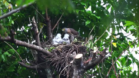 mother crested goshawk or indonesian elang alap jambul feeding her babies in the nest