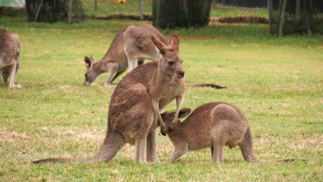 a red kangaroo joey nursing from it's mother