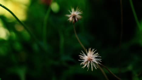 el tridax procumbens