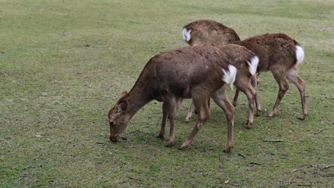 four deers graze on the lawn in the park