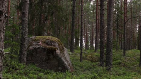 a big stone inside a swedish forest in gästrikland