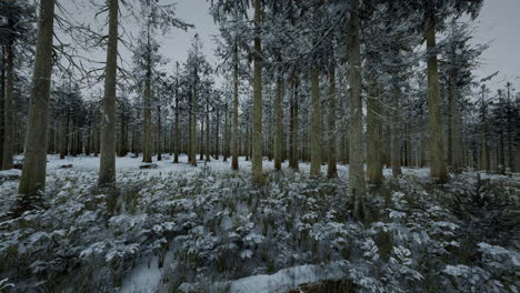 Tall-trees-in-snow-caps-and-in-fog