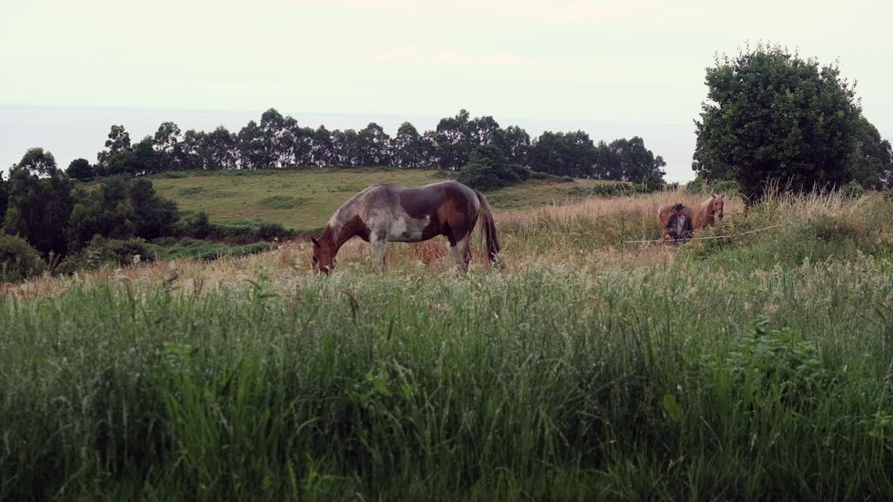 Riprese cinematografiche al rallentatore: Cowboy che si prende teneramente cura dei suoi due cavalli - Filmato in 4K