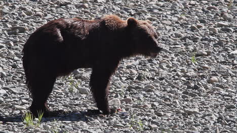 long hair grizzly bear eats salmon on rocky