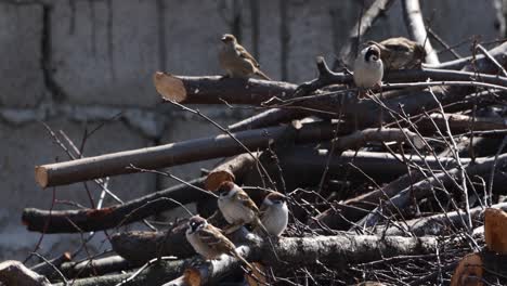 flock of house sparrow perching on the cut branches of tree