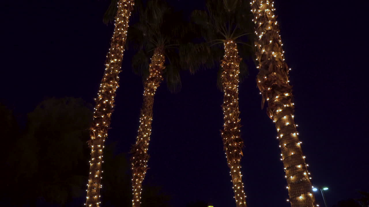 Five Christmas Decorated Palms at Twilight in Florida