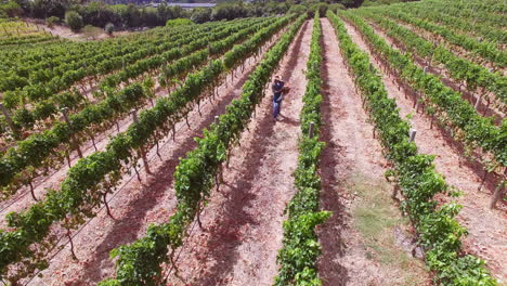 Imágenes-De-Drones-De-Una-Granja-Vinícola