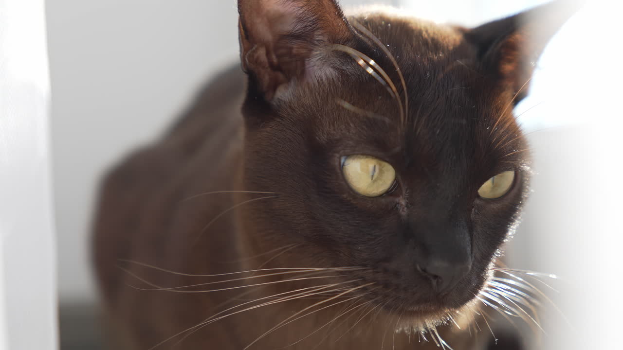 Close up view of young dark cute kitty. Portrait of adorable cute domestic pet.