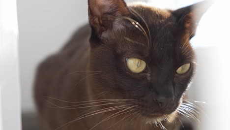 close up view of young dark cute kitty. portrait of adorable cute domestic pet.