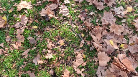 fallen leaves scattered on green grass